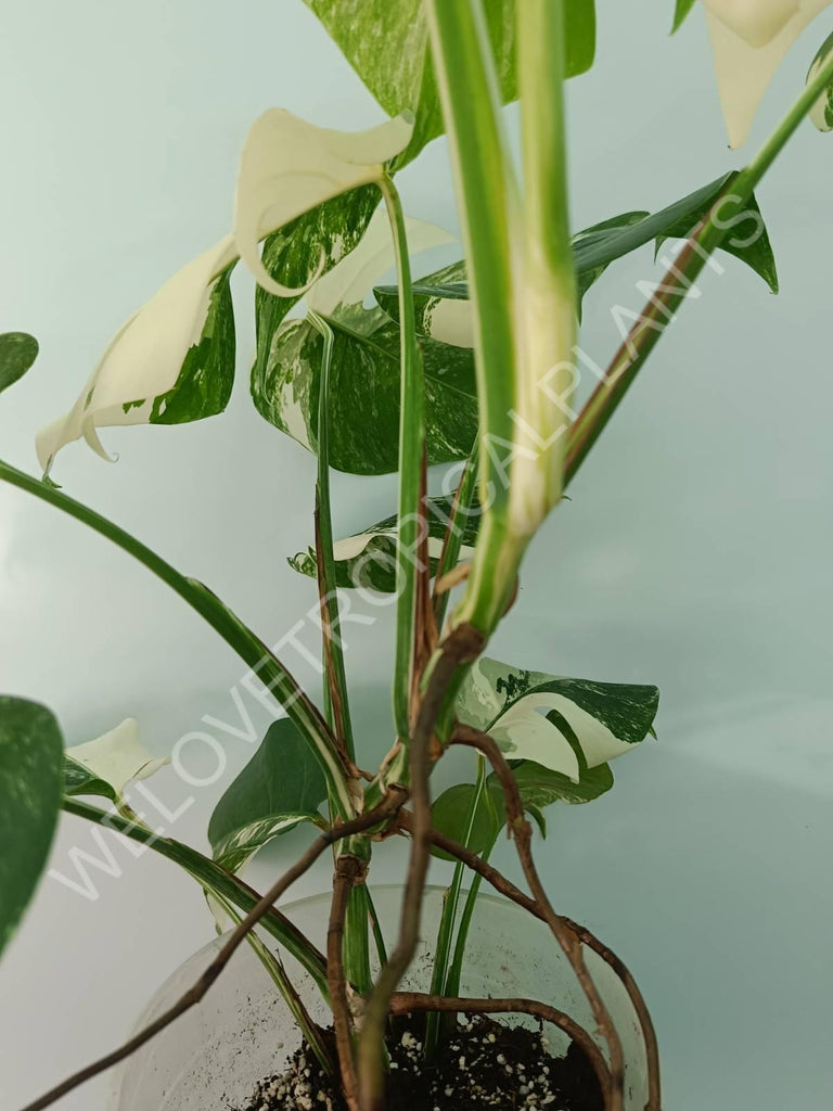 Monstera variegata albo