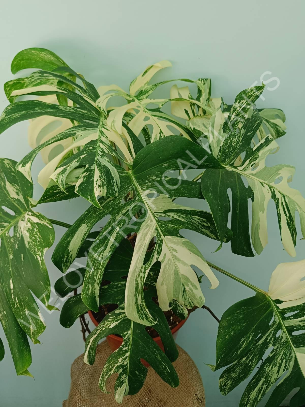 Monstera variegata albo