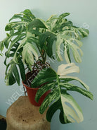 Monstera variegata albo