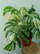 Monstera variegata albo