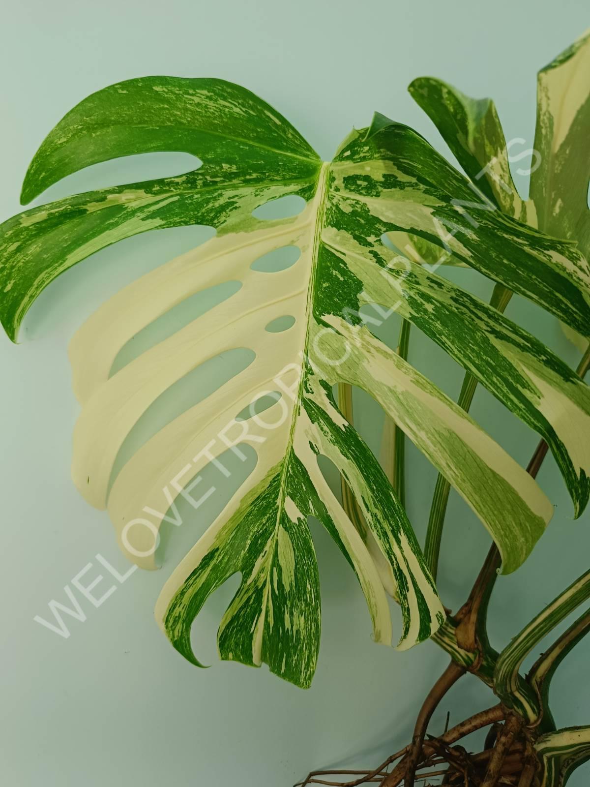 Monstera variegata albo