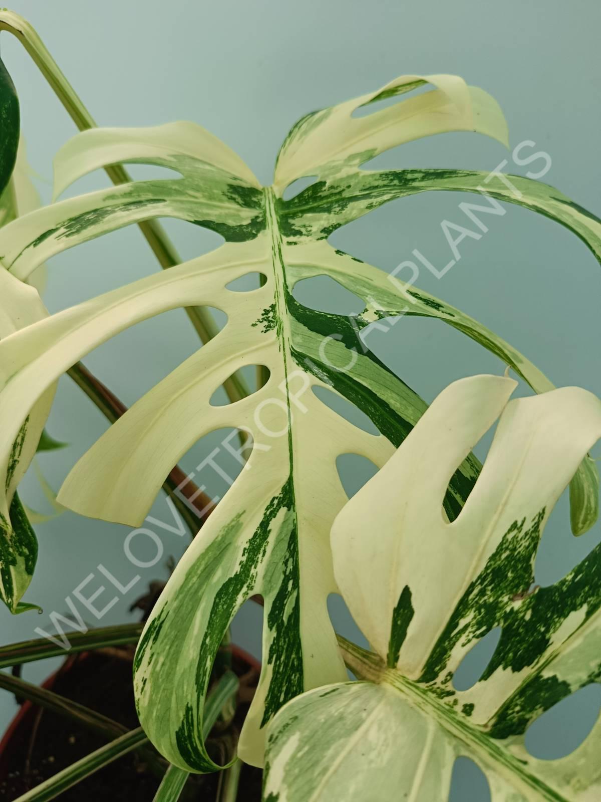 Monstera variegata albo