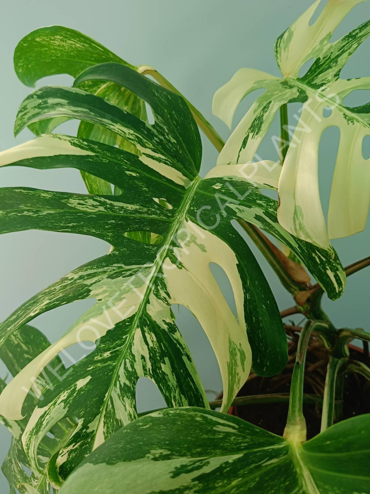 Monstera variegata albo