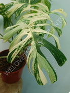 Monstera variegata albo