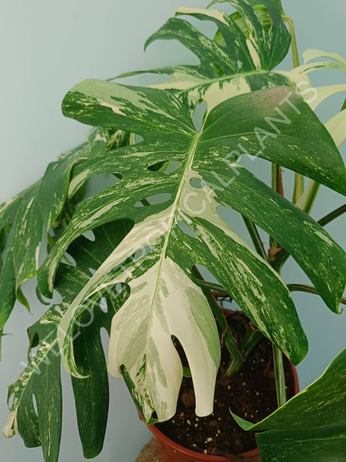 Monstera variegata albo