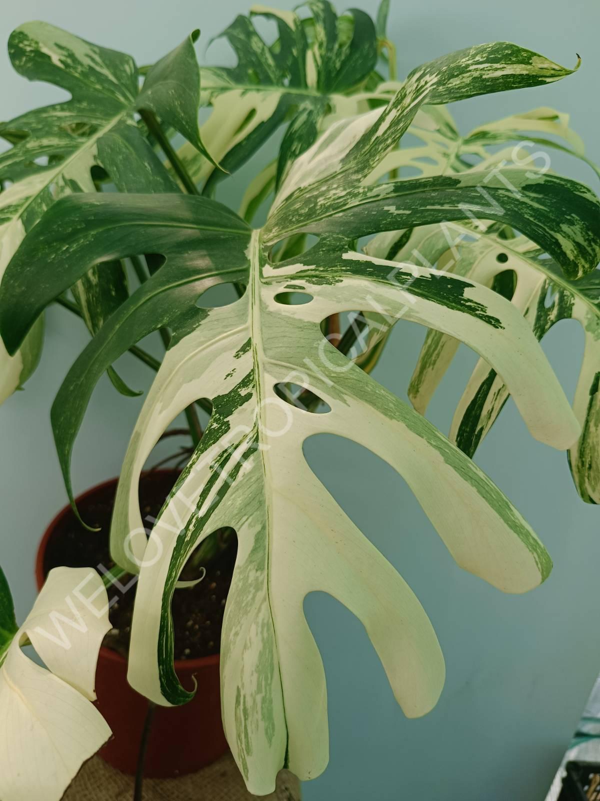 Monstera variegata albo