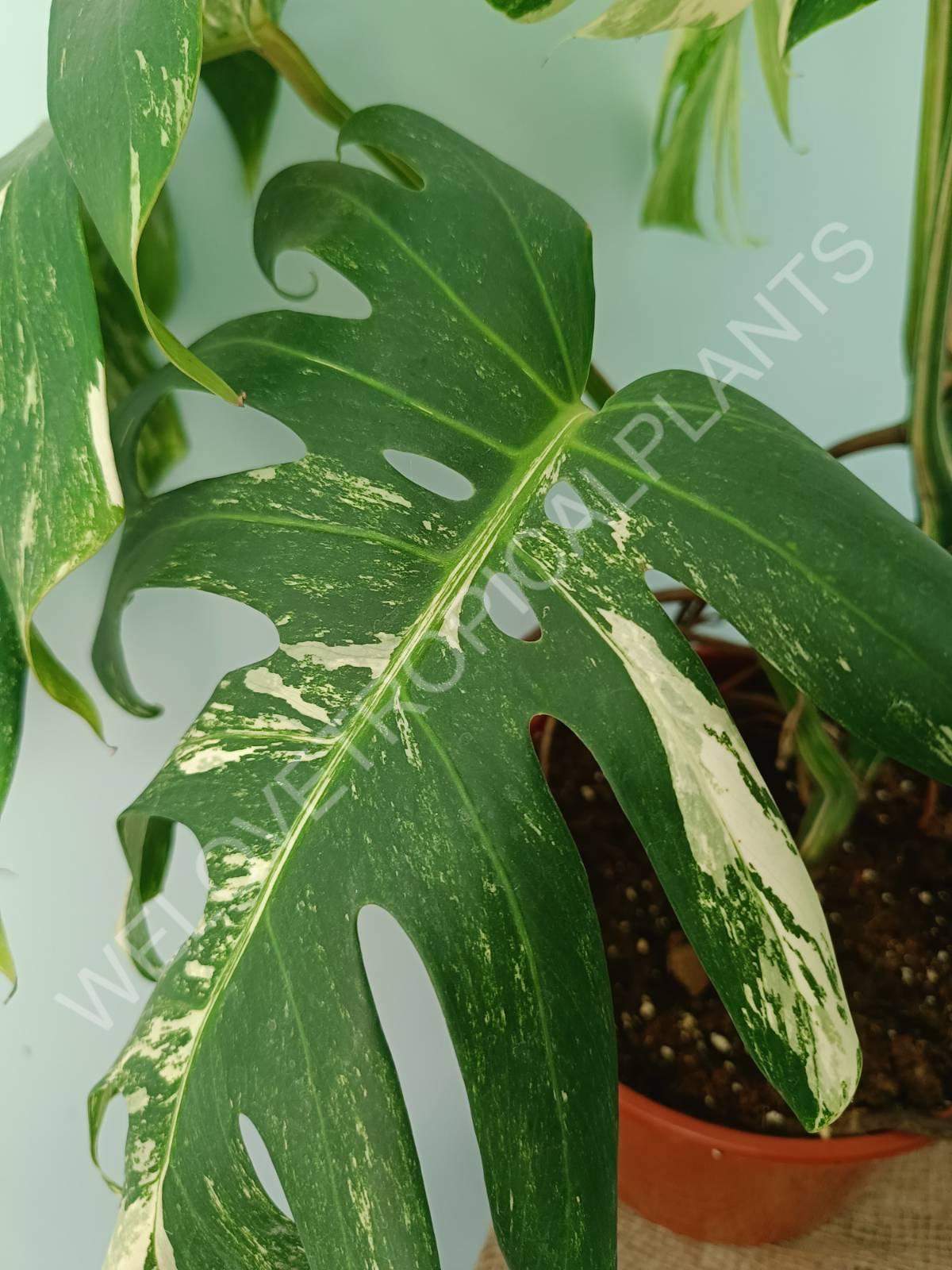 Monstera variegata albo