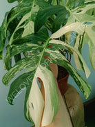 Monstera variegata albo