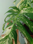 Monstera variegata albo