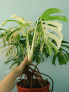 Monstera variegata albo