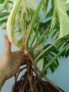 Monstera variegata albo