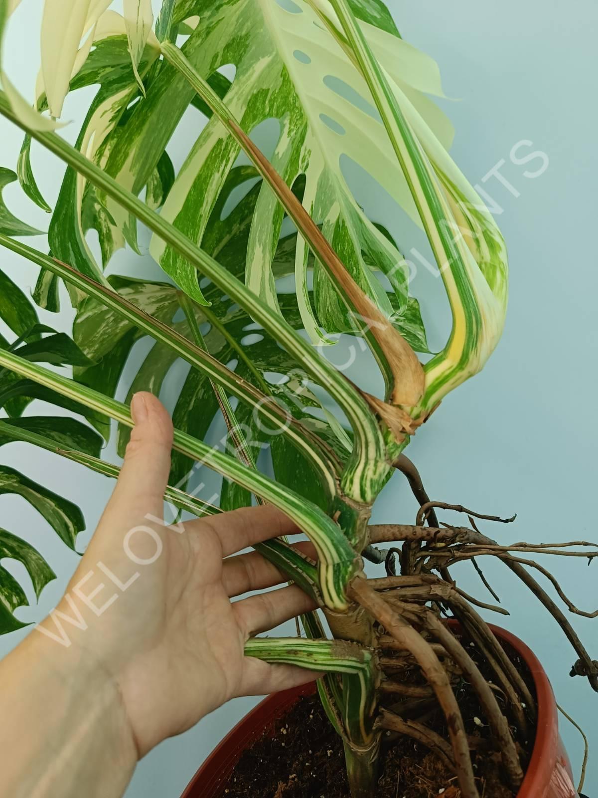 Monstera variegata albo