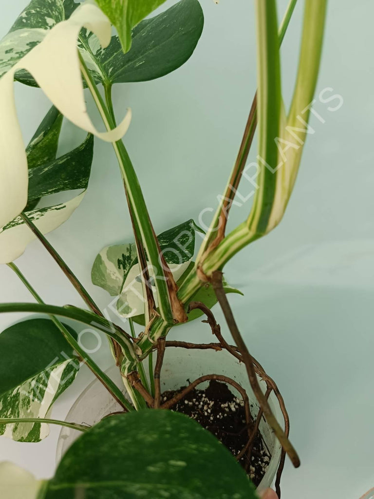 Monstera variegata albo