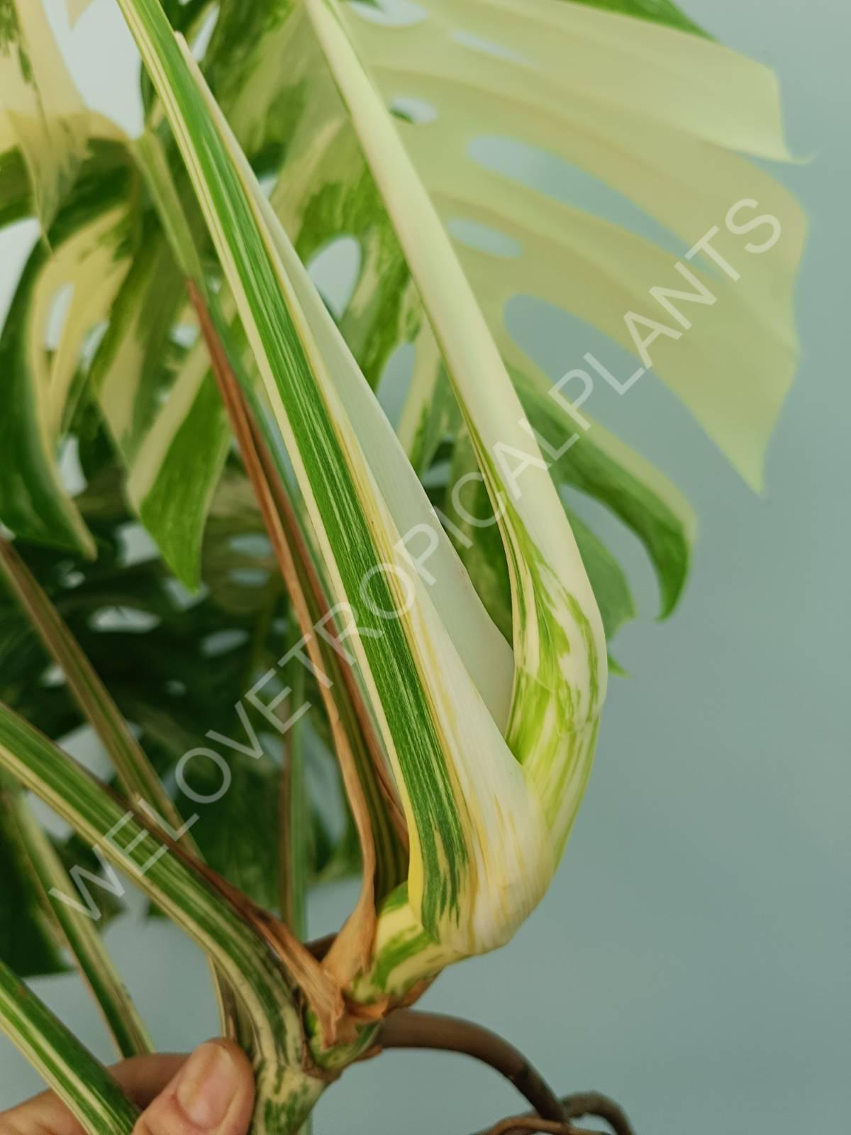 Monstera variegata albo