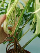 Monstera variegata albo