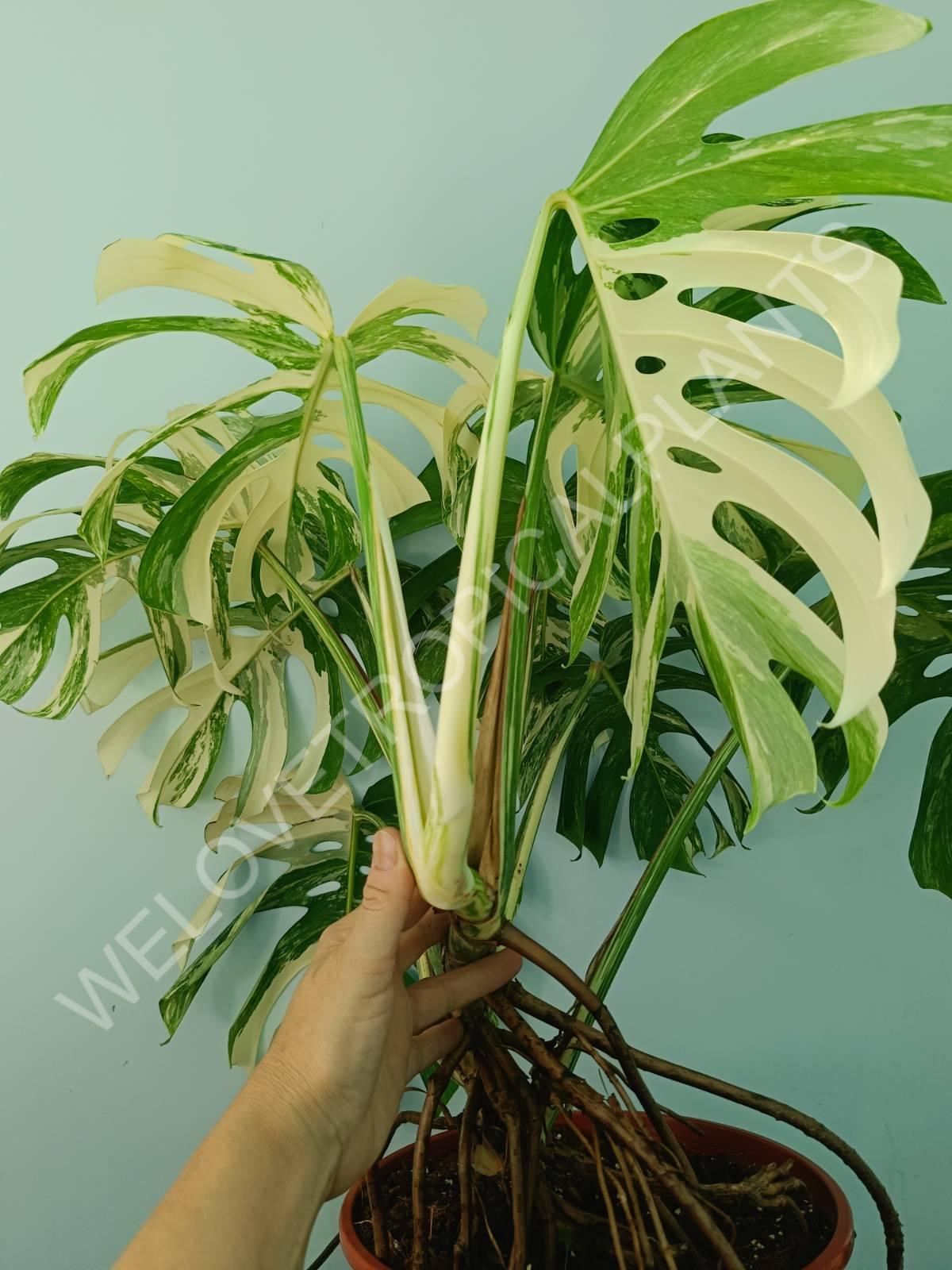 Monstera variegata albo