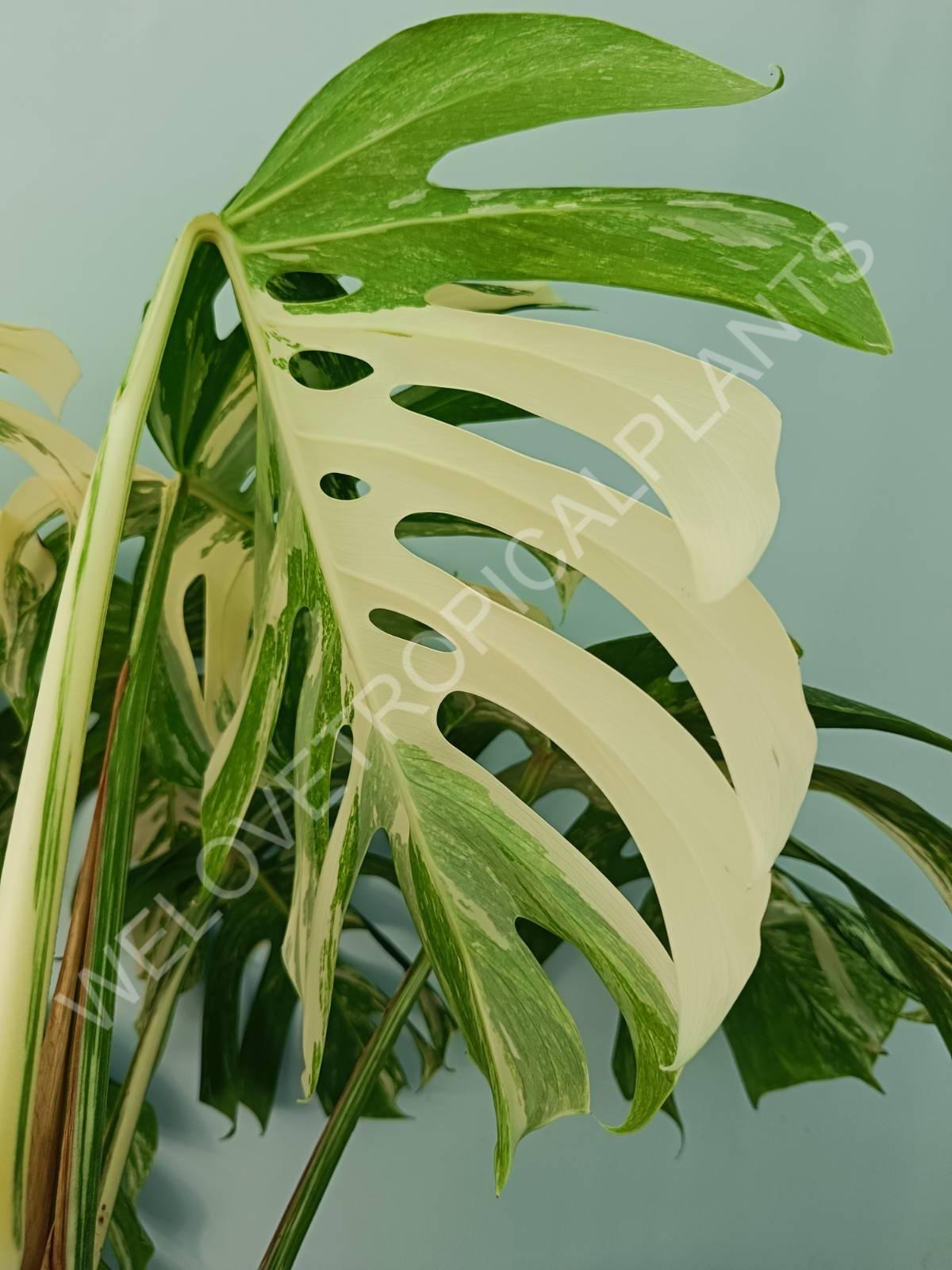 Monstera variegata albo