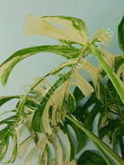 Monstera variegata albo