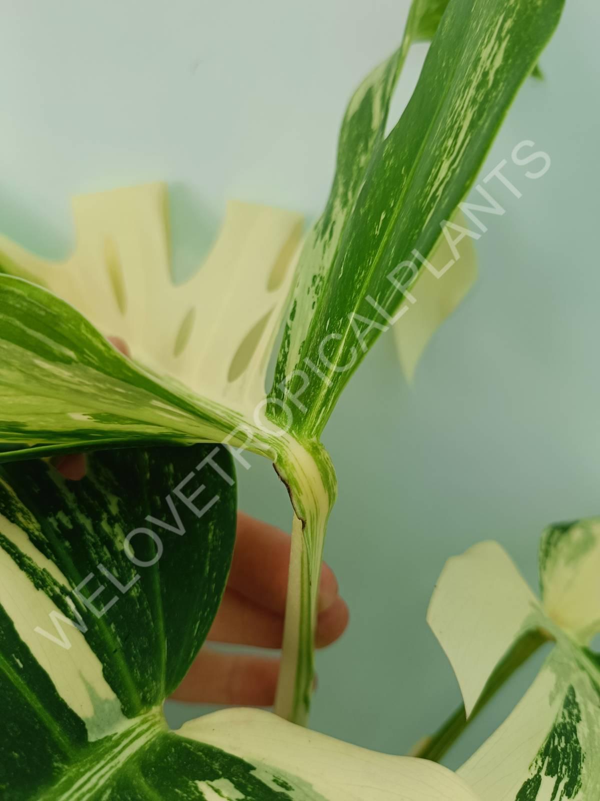 Monstera variegata albo