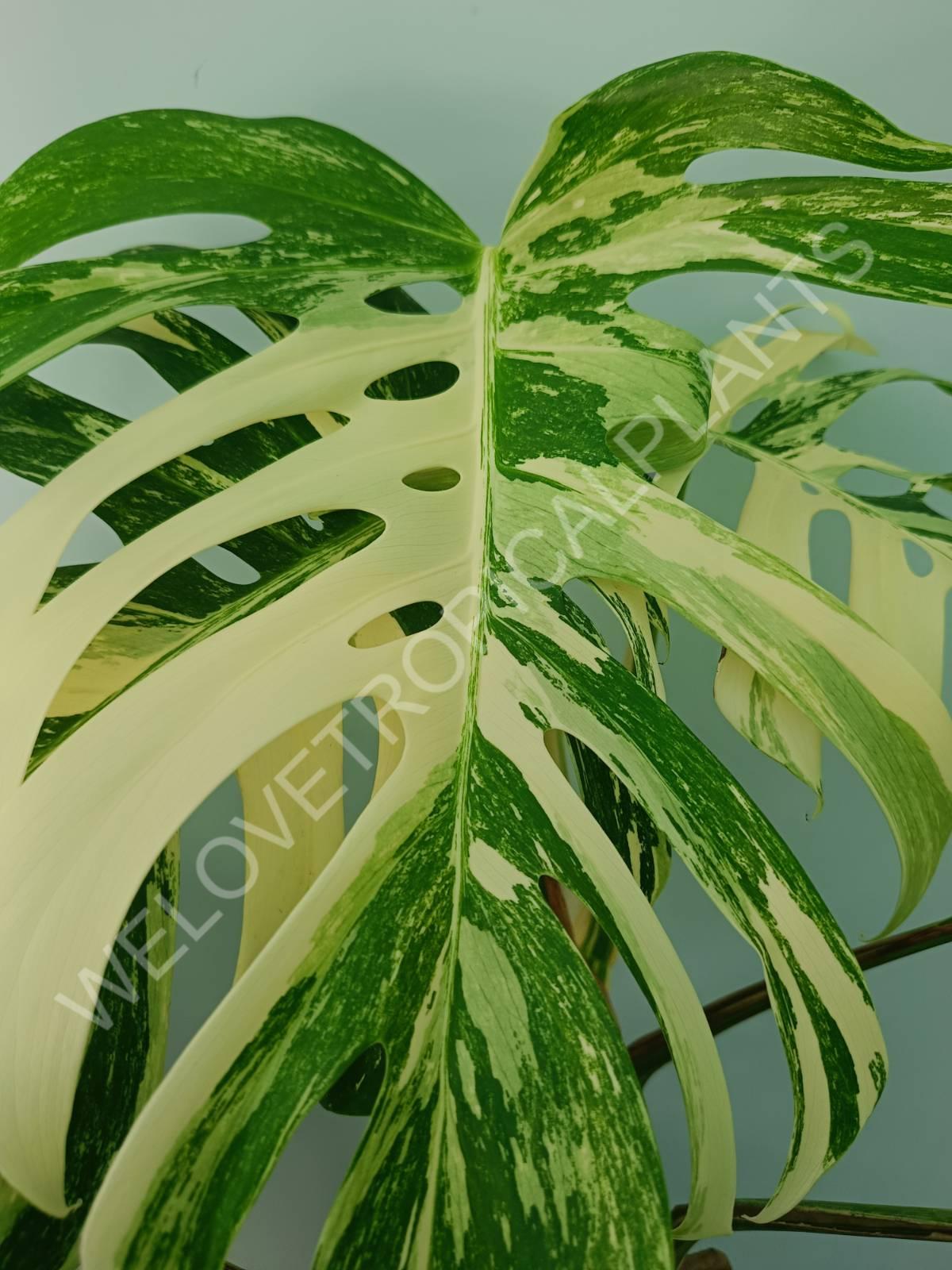 Monstera variegata albo