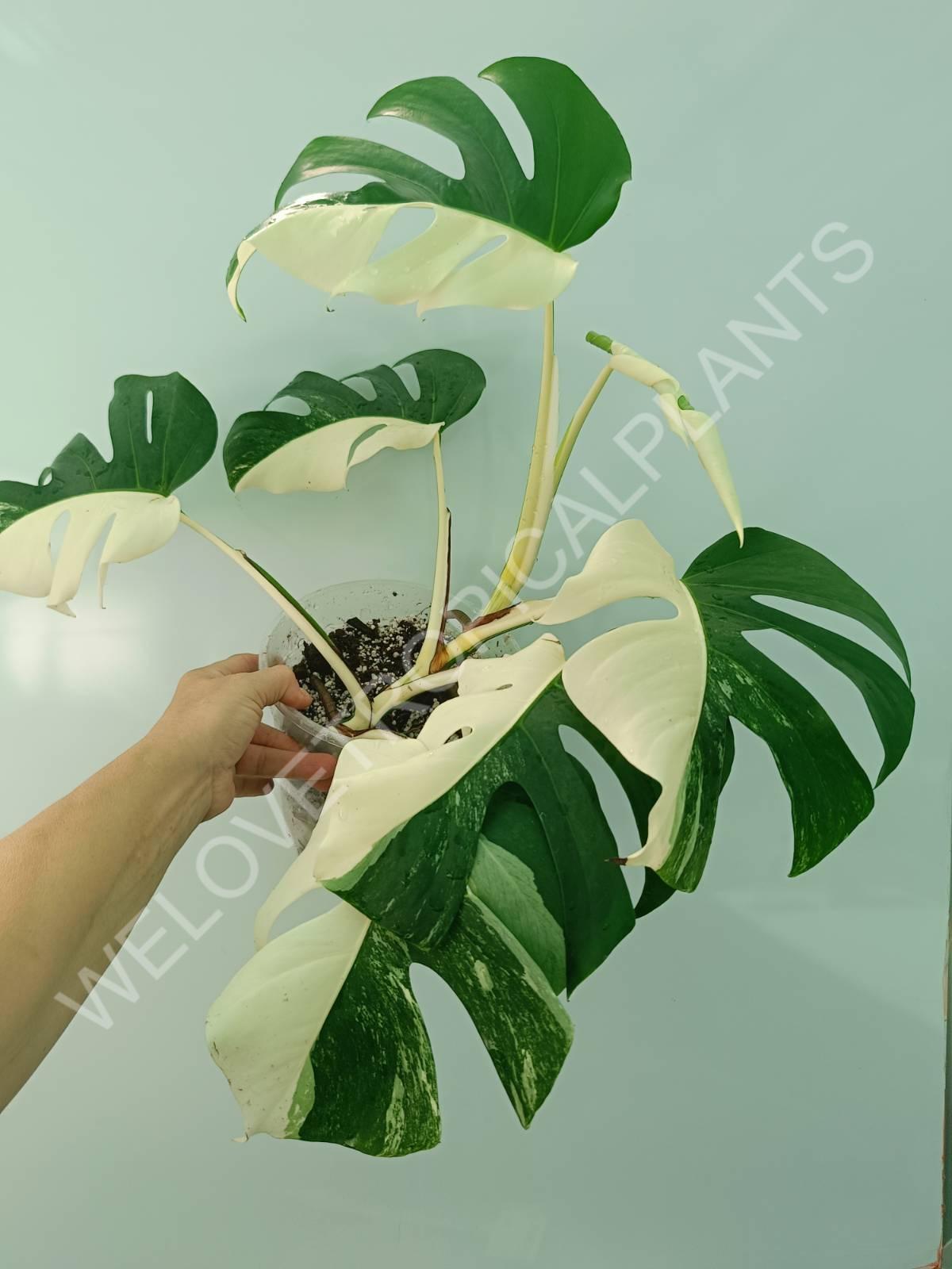 Monstera variegata albo HALFMOON EXTRA