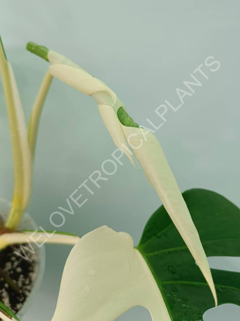 Monstera variegata albo HALFMOON EXTRA