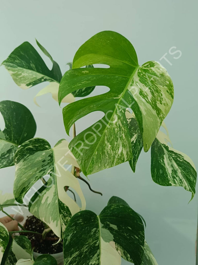 Monstera variegata albo