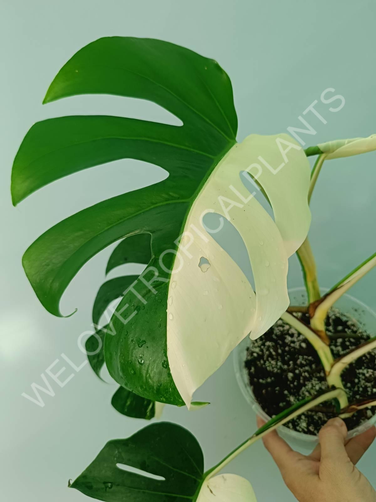 Monstera variegata albo HALFMOON EXTRA