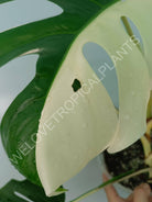 Monstera variegata albo HALFMOON EXTRA