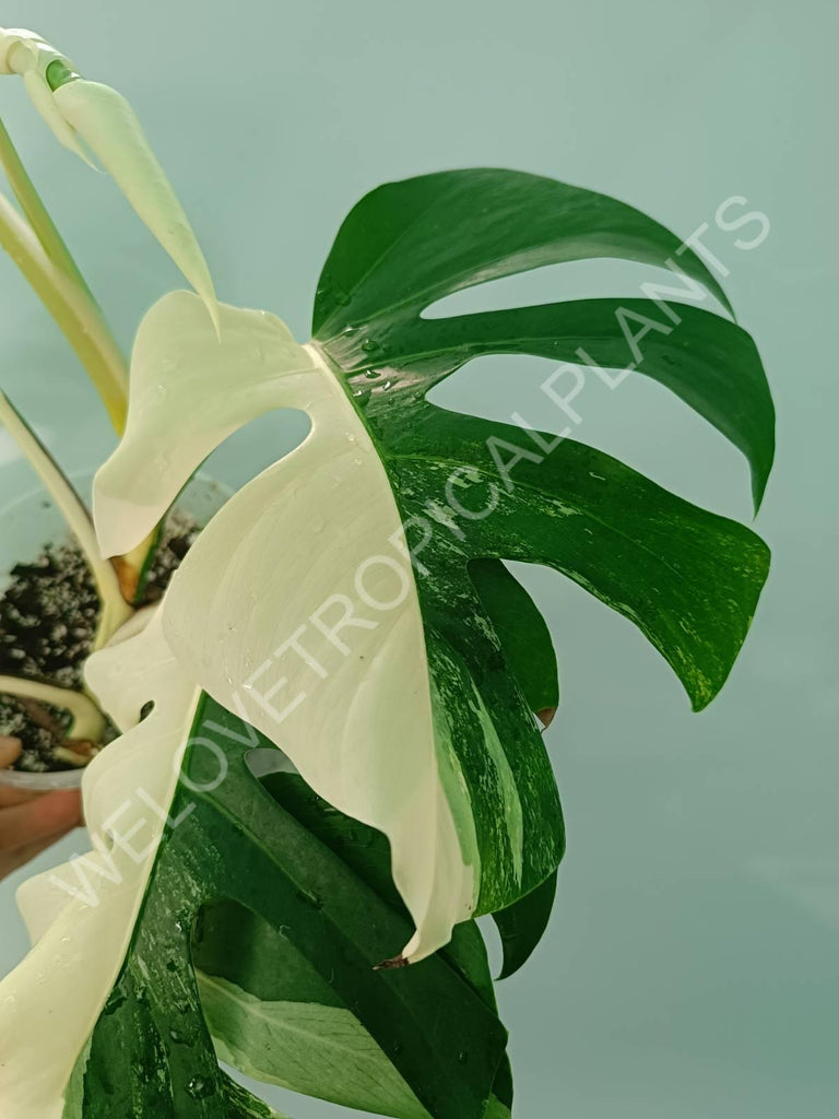 Monstera variegata albo HALFMOON EXTRA