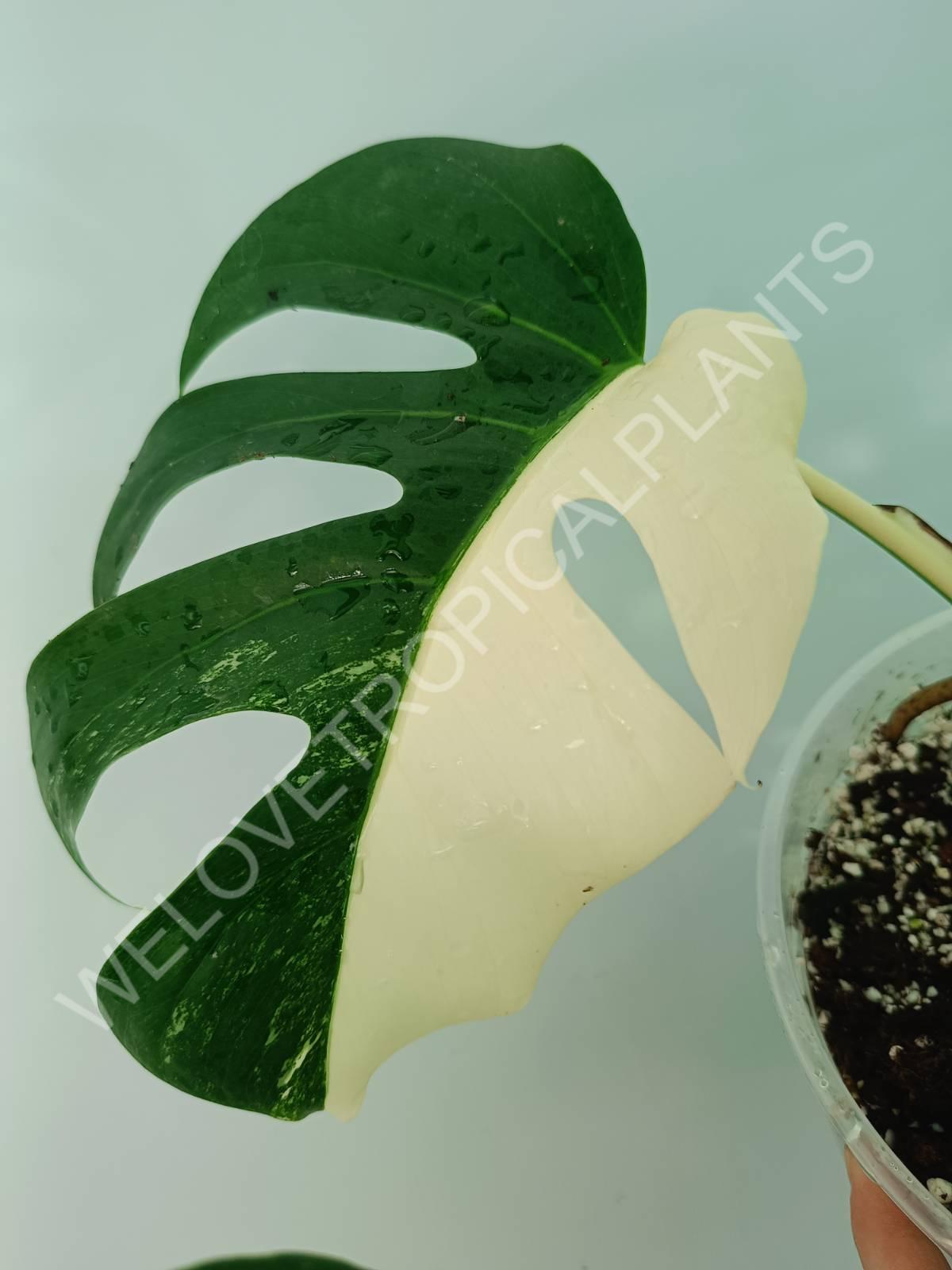 Monstera variegata albo HALFMOON EXTRA