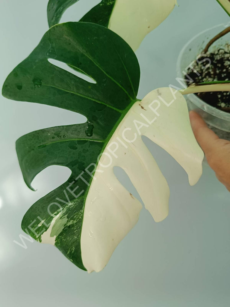 Monstera variegata albo HALFMOON EXTRA