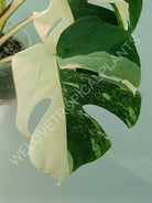 Monstera variegata albo HALFMOON EXTRA