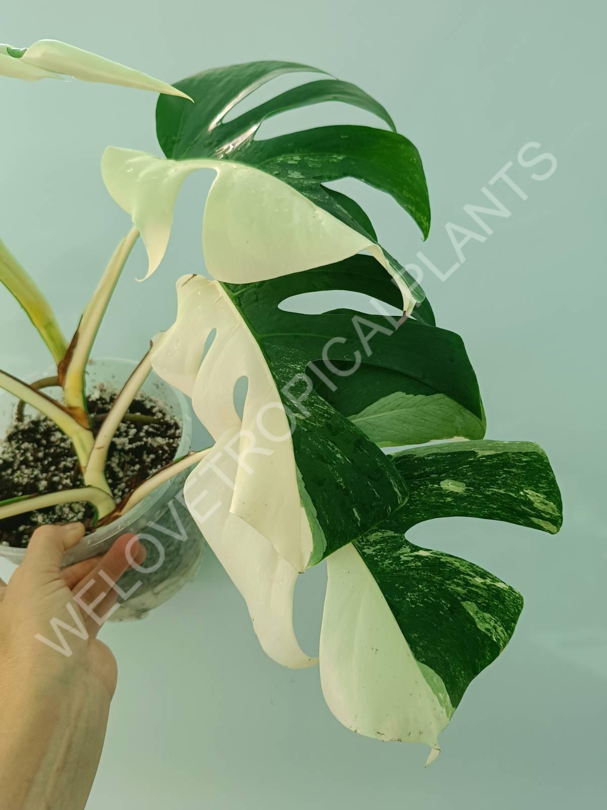 Monstera variegata albo HALFMOON EXTRA