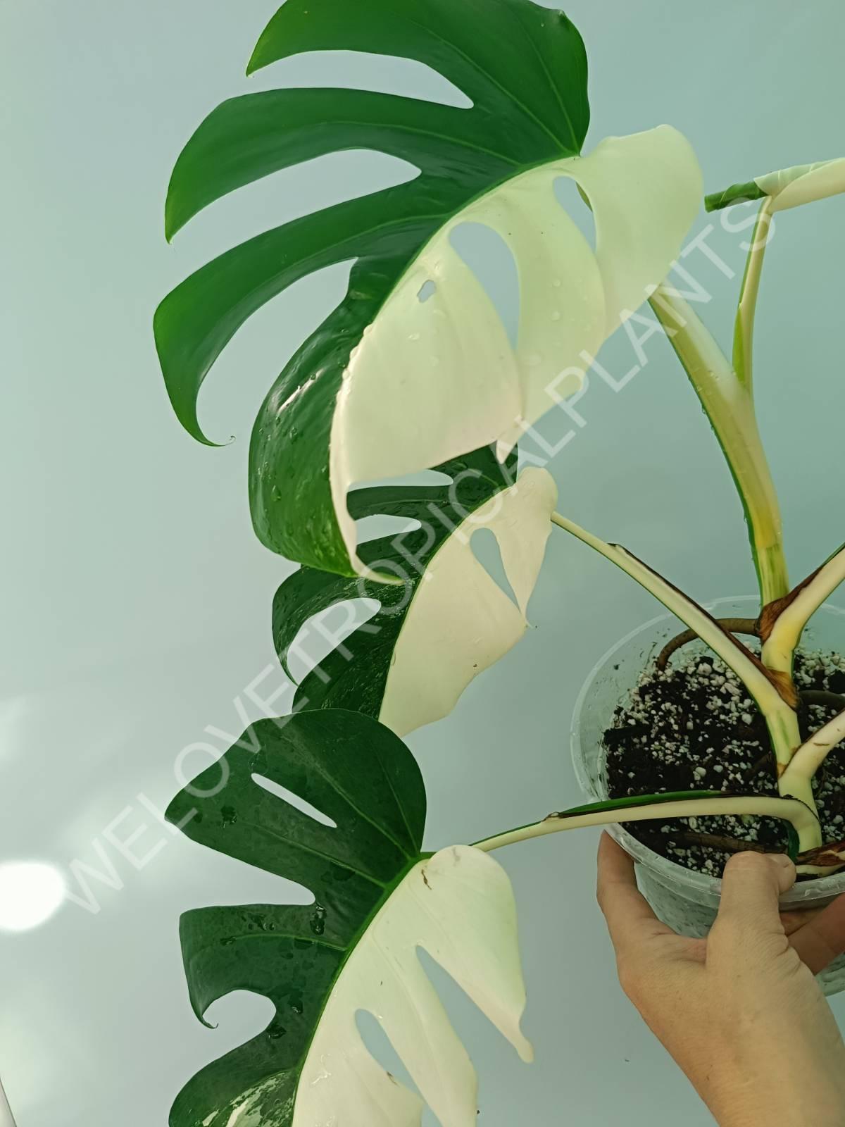 Monstera variegata albo HALFMOON EXTRA