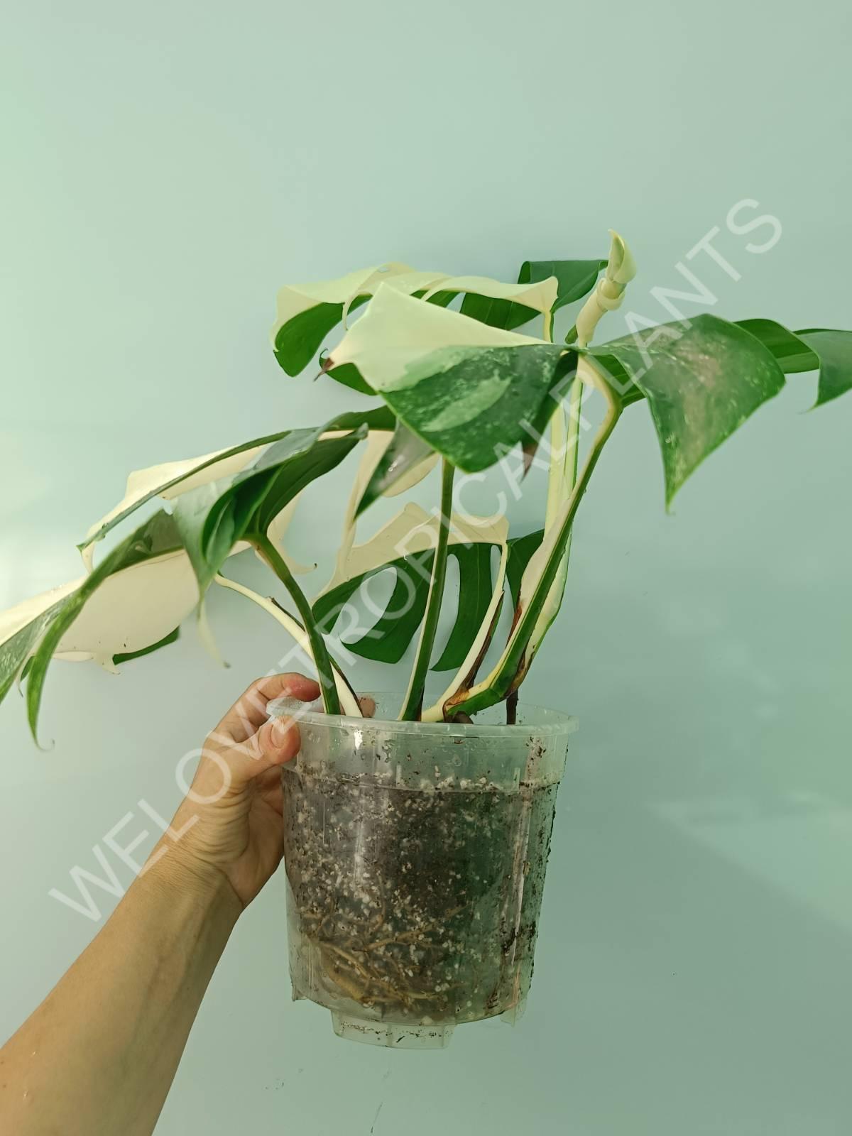 Monstera variegata albo HALFMOON EXTRA