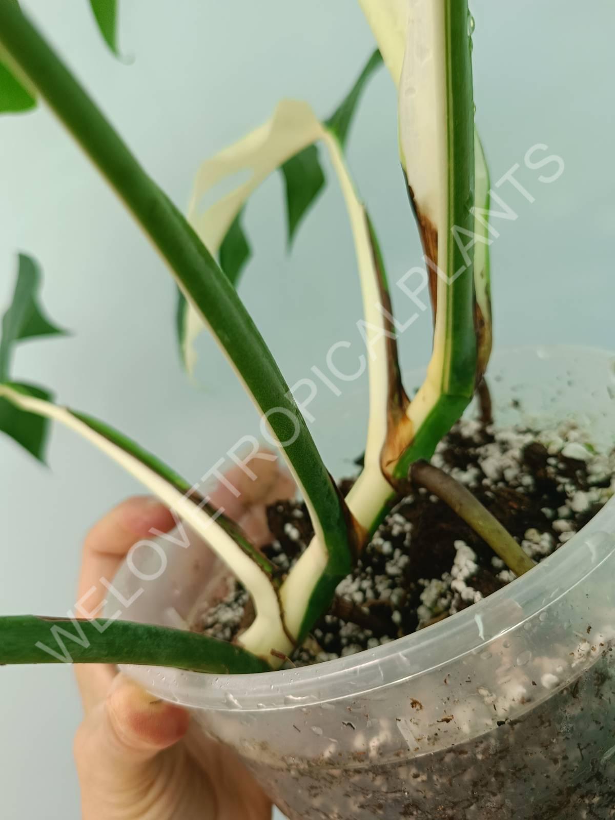 Monstera variegata albo HALFMOON EXTRA