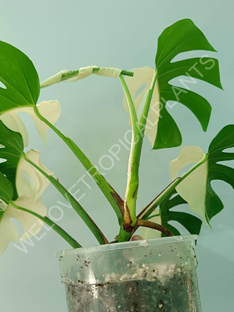 Monstera variegata albo HALFMOON EXTRA