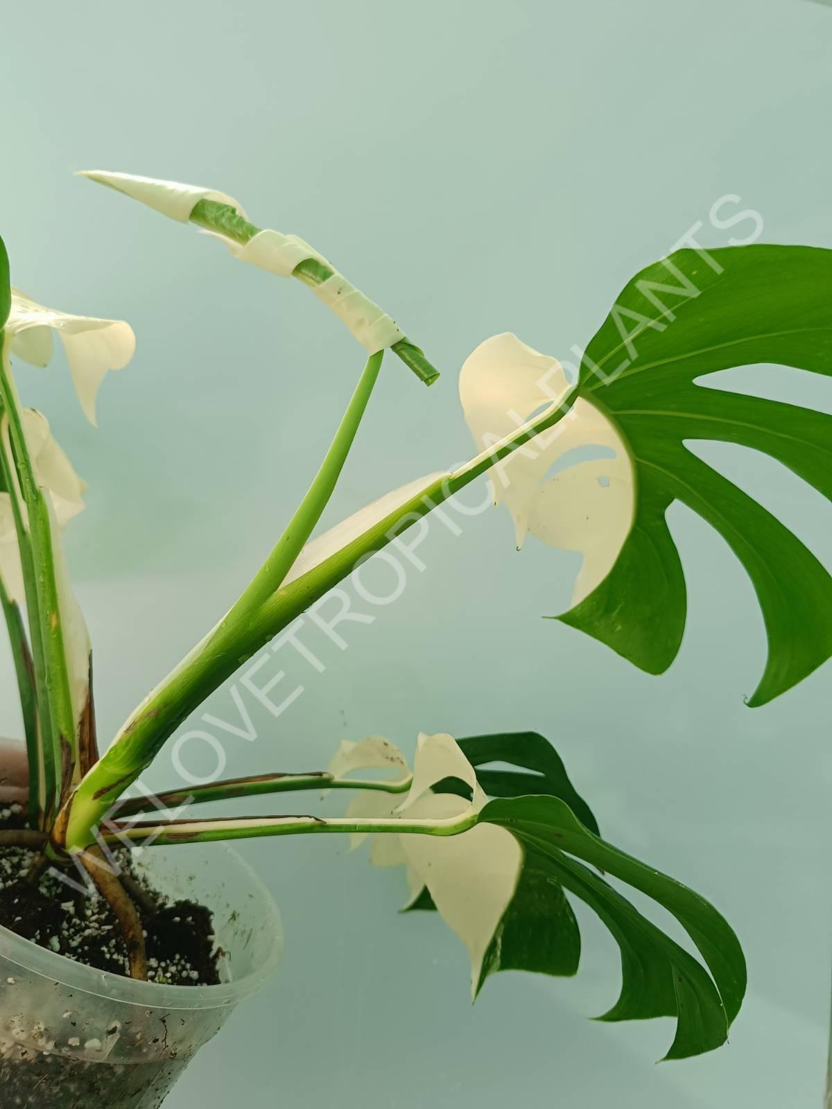 Monstera variegata albo HALFMOON EXTRA