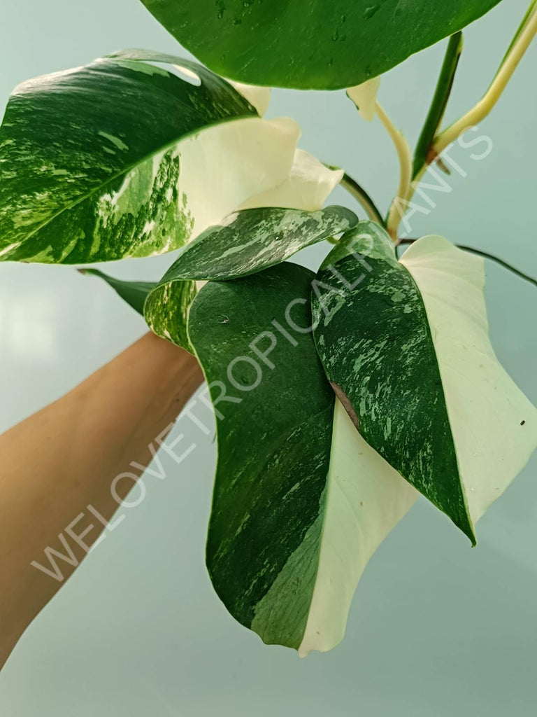 Monstera variegata albo