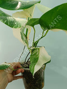 Monstera variegata albo