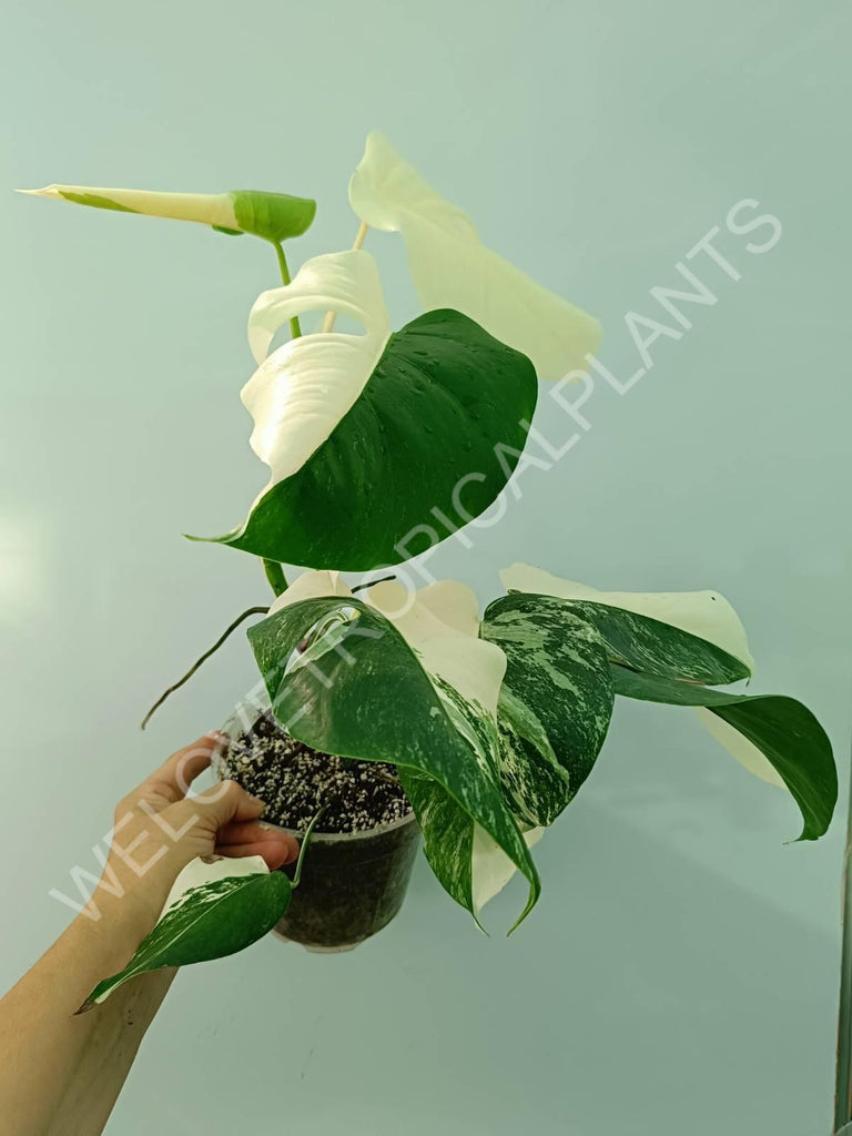 Monstera variegata albo