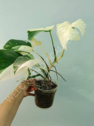 Monstera variegata albo