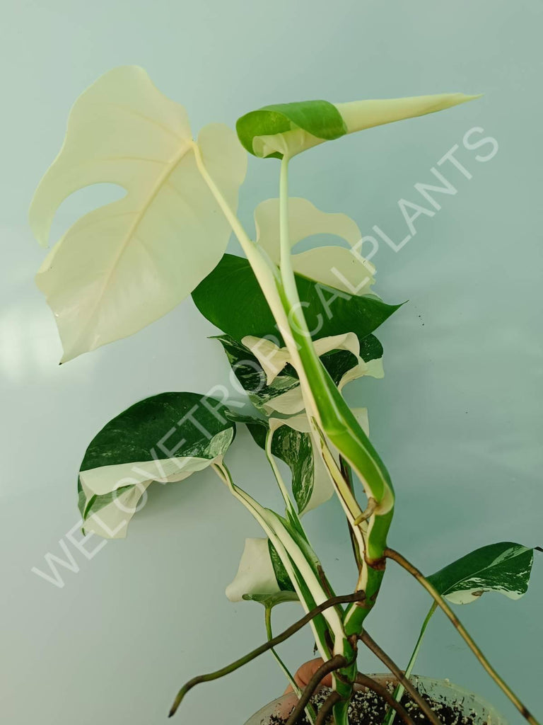 Monstera variegata albo