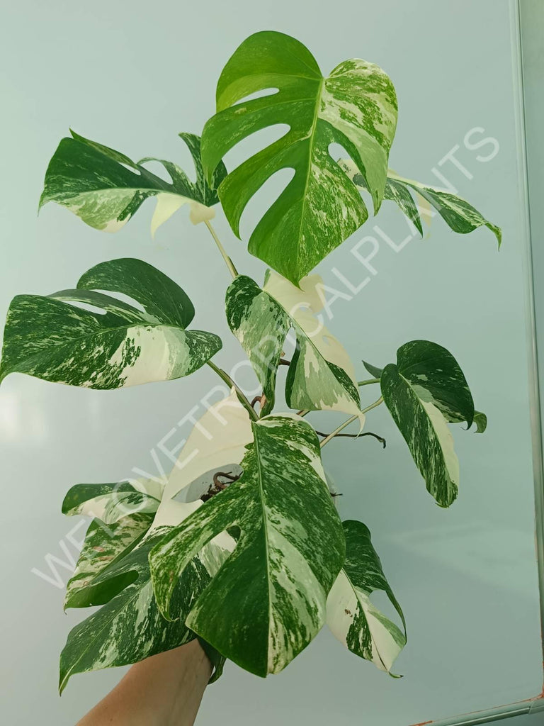 Monstera variegata albo