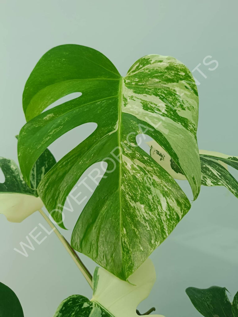 Monstera variegata albo