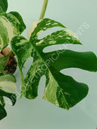 Monstera variegata albo