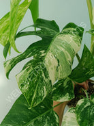 Monstera variegata albo