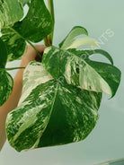 Monstera variegata albo