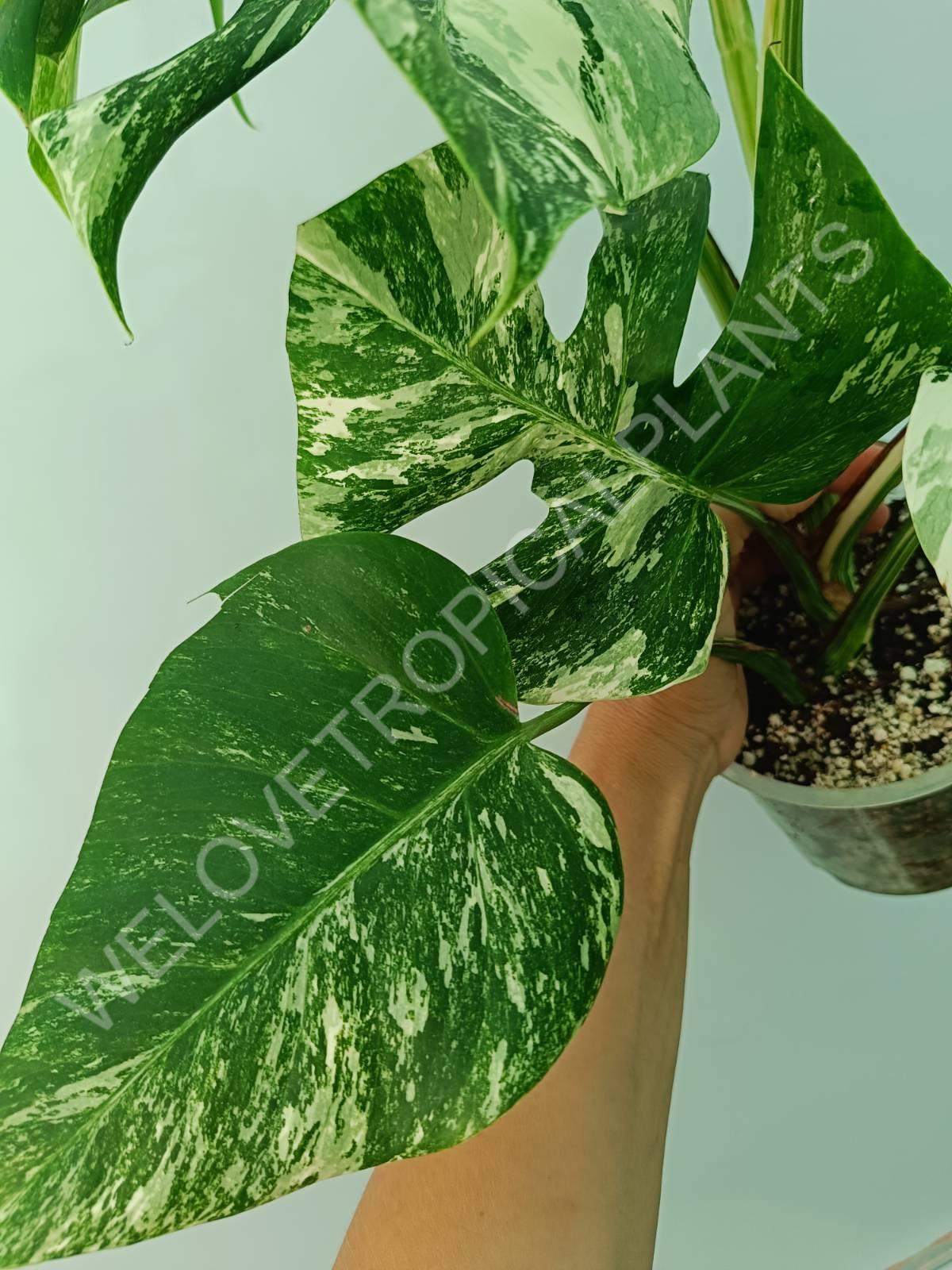 Monstera variegata albo